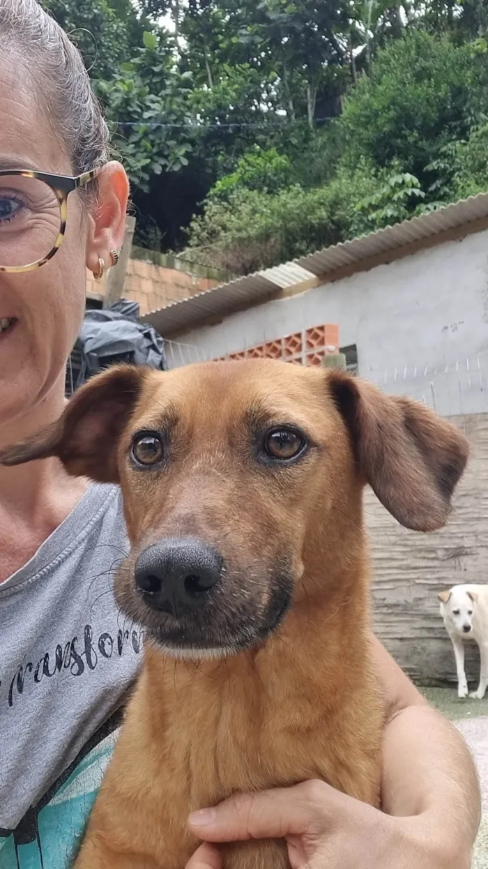 Cachorro ra a SRD-ViraLata idade 5 anos nome Bob