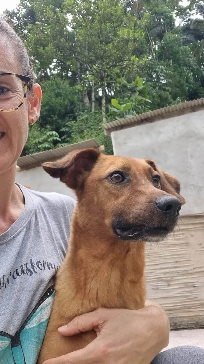 Cachorro ra a SRD-ViraLata idade 5 anos nome Bob