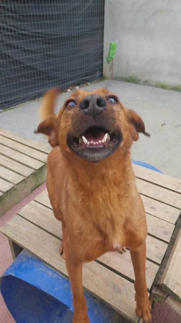 Cachorro ra a SRD-ViraLata idade 5 anos nome Bob