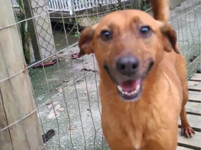 Cachorro ra a SRD-ViraLata idade 5 anos nome Bob