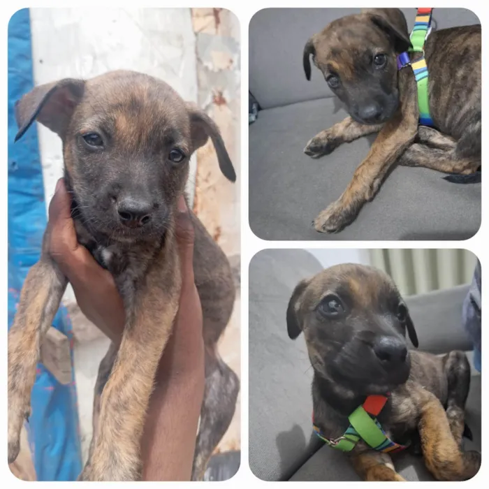 Cachorro ra a SRD-ViraLata idade 2 a 6 meses nome Filhote macho 2 meses