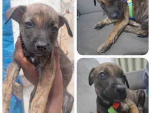 Cachorro raça SRD-ViraLata idade 2 a 6 meses nome Filhote macho 2 meses