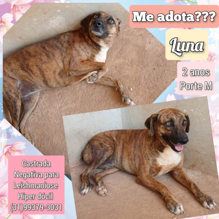 Cachorro ra a SRD-ViraLata idade 2 anos nome Luna