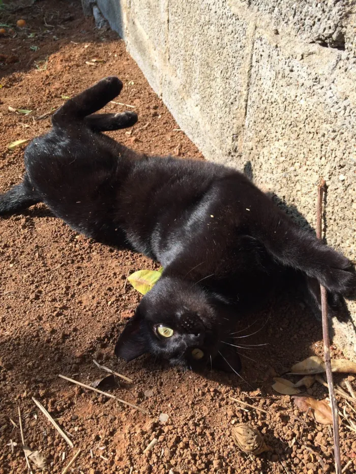 Gato ra a SRD-ViraLata idade 6 ou mais anos nome Pretinha <3