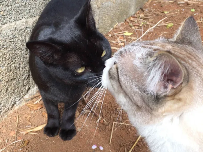 Gato ra a SRD-ViraLata idade 6 ou mais anos nome Pretinha <3