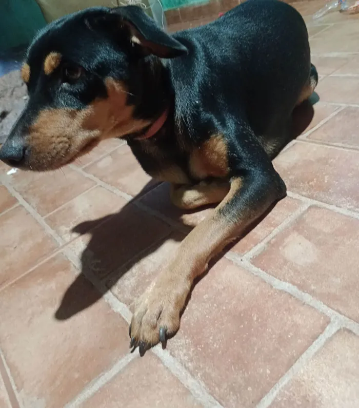 Cachorro ra a SRD-ViraLata idade 1 ano nome Estrela 