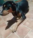 Estrela