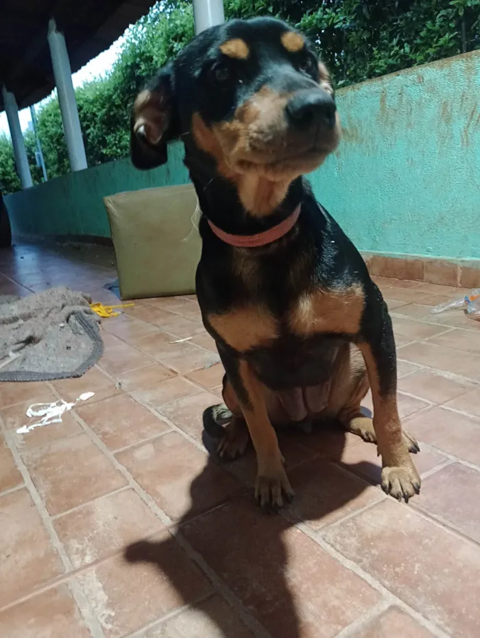 Cachorro ra a SRD-ViraLata idade 1 ano nome Estrela 