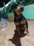 Estrela