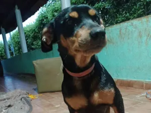 Cachorro raça SRD-ViraLata idade 1 ano nome Estrela 