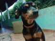 Estrela