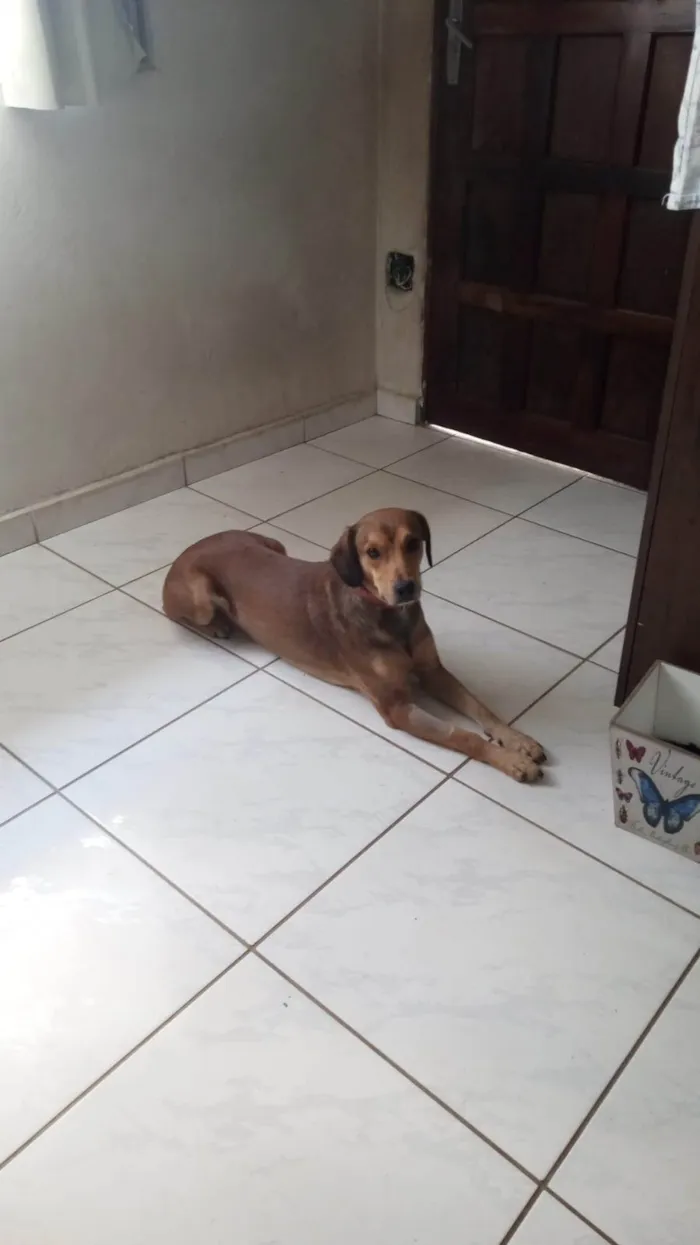 Cachorro ra a SRD-ViraLata idade 2 anos nome Tony