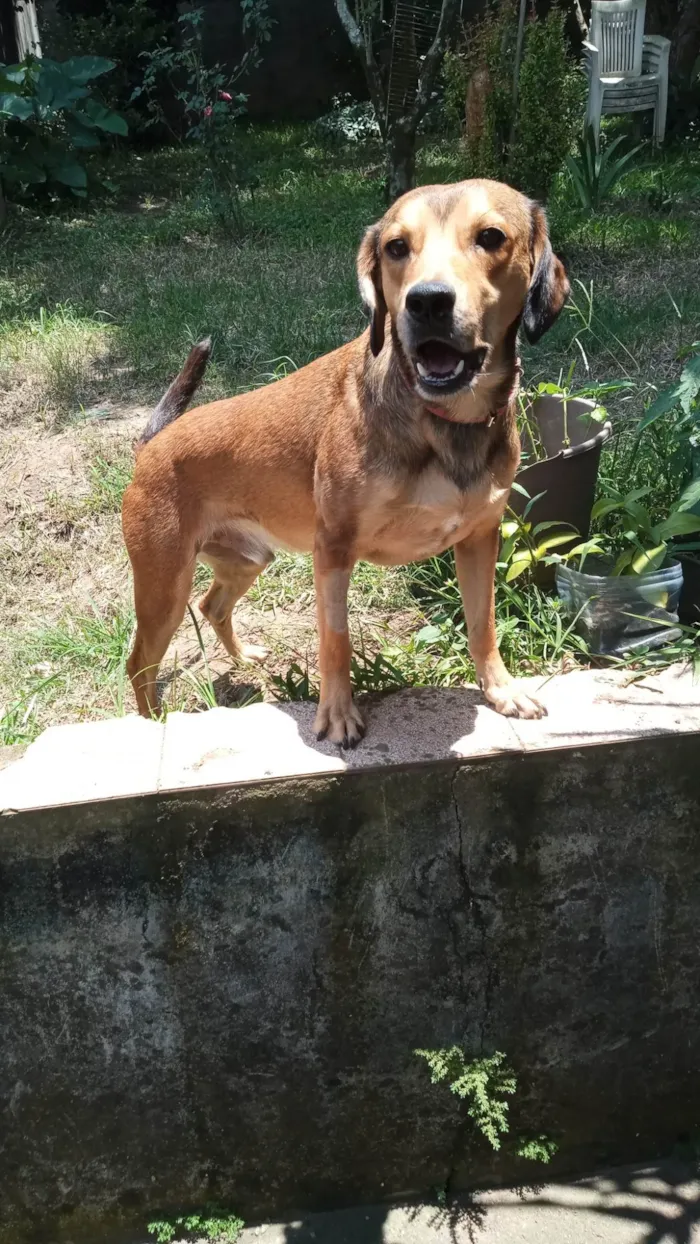 Cachorro ra a SRD-ViraLata idade 2 anos nome Tony