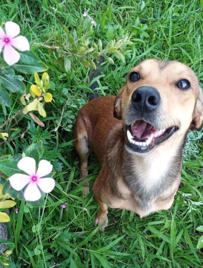 Cachorro ra a SRD-ViraLata idade 2 anos nome Tony