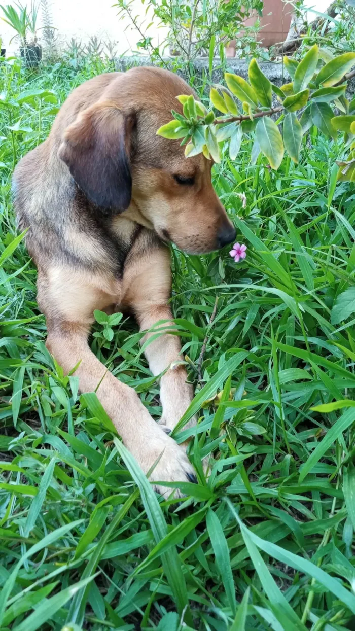 Cachorro ra a SRD-ViraLata idade 2 anos nome Tony