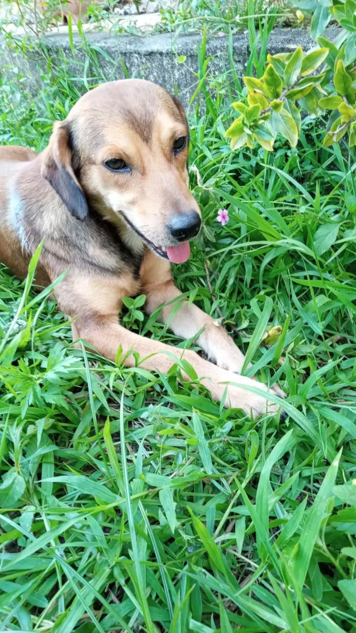 Cachorro ra a SRD-ViraLata idade 2 anos nome Tony