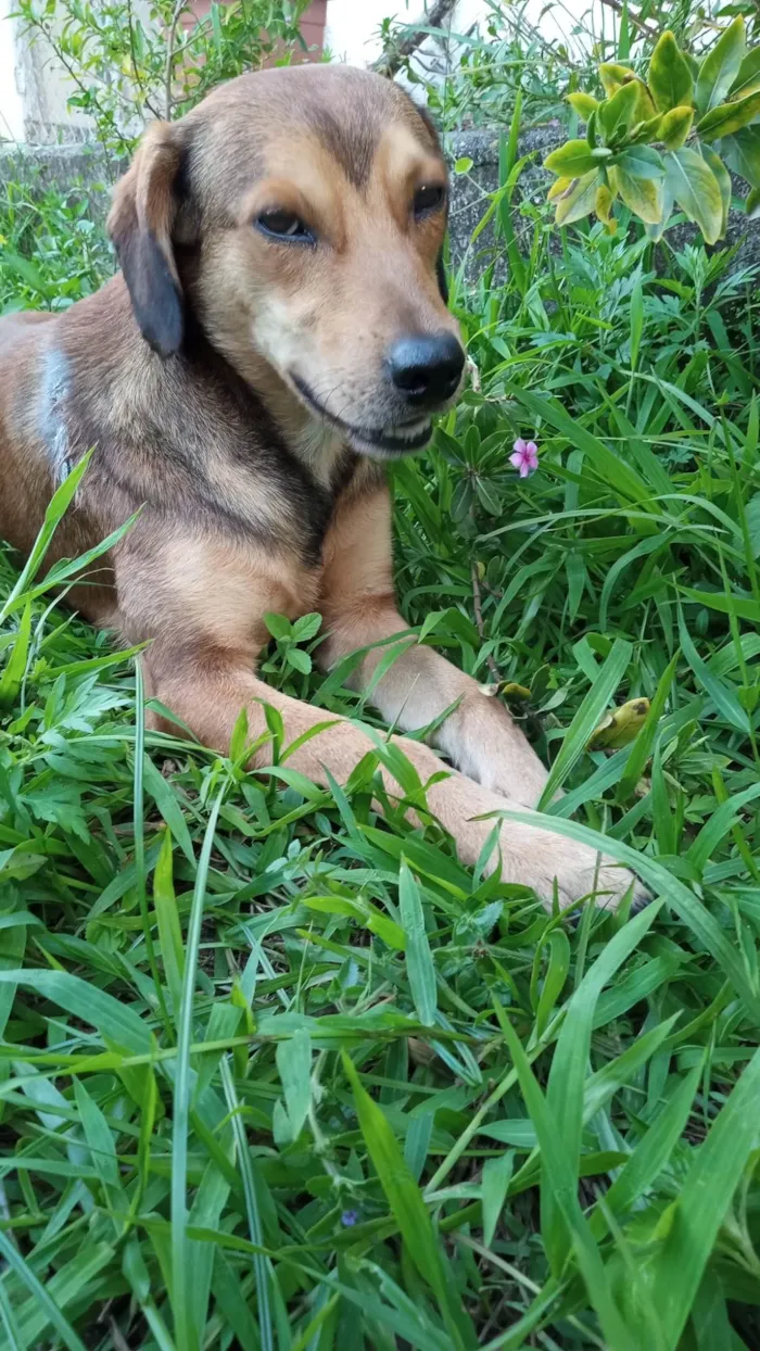 Cachorro ra a SRD-ViraLata idade 2 anos nome Tony