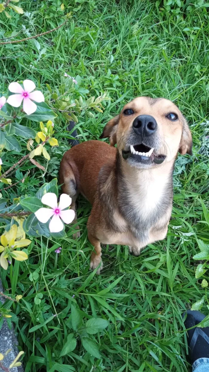 Cachorro ra a SRD-ViraLata idade 2 anos nome Tony