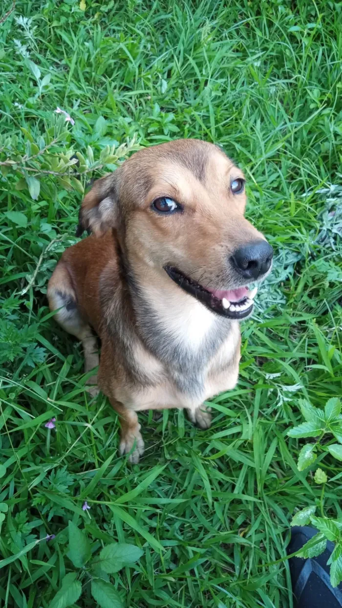 Cachorro ra a SRD-ViraLata idade 2 anos nome Tony