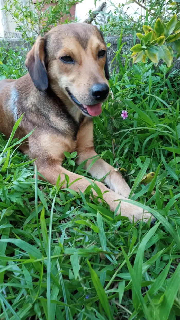 Cachorro ra a SRD-ViraLata idade 2 anos nome Tony