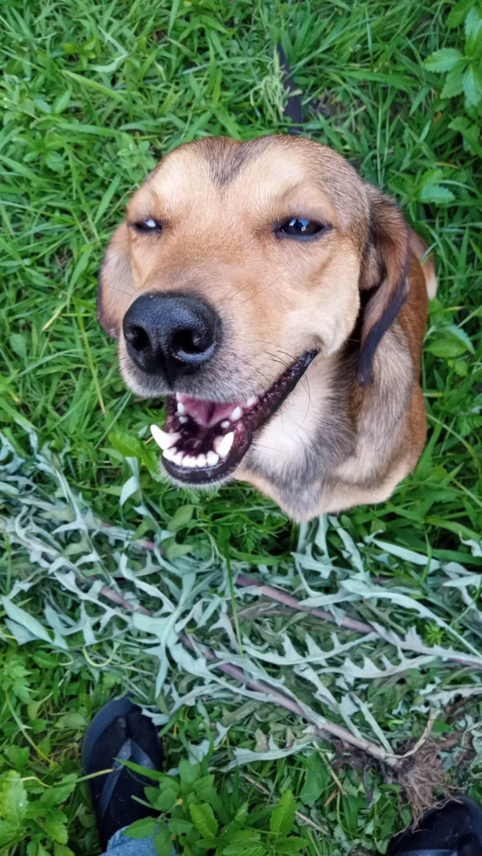 Cachorro ra a SRD-ViraLata idade 2 anos nome Tony