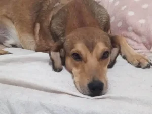 Cachorro raça SRD-ViraLata idade 2 anos nome Tony