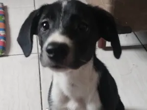 Cachorro raça SRD-ViraLata idade 2 a 6 meses nome Magnólia 