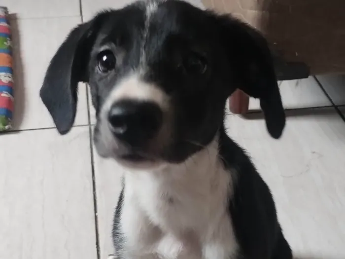 Cachorro ra a SRD-ViraLata idade 2 a 6 meses nome Magnólia 