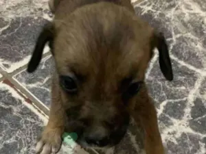 Cachorro raça SRD-ViraLata idade 2 a 6 meses nome Pedrick