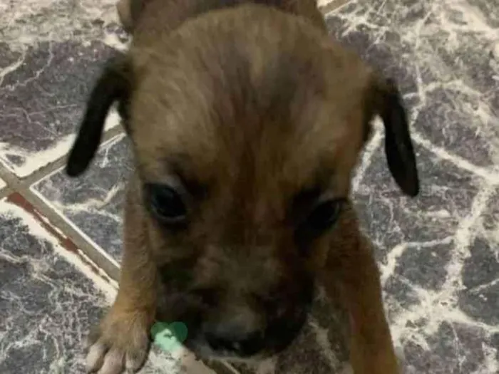 Cachorro ra a SRD-ViraLata idade 2 a 6 meses nome Pedrick