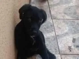 Cachorro raça SRD-ViraLata idade 2 a 6 meses nome Thor 