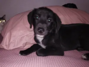 Cachorro raça SRD-ViraLata idade 2 a 6 meses nome Solange