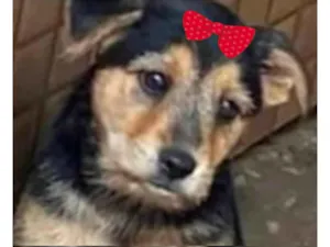 Cachorro raça SRD-ViraLata idade 2 a 6 meses nome Kiara 