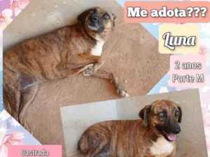 Cachorro raça SRD-ViraLata idade 2 anos nome Luna