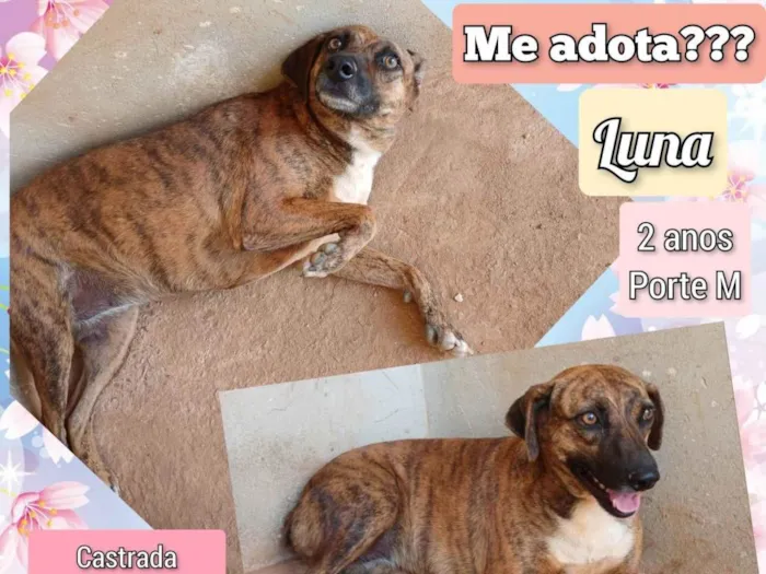 Cachorro ra a SRD-ViraLata idade 2 anos nome Luna