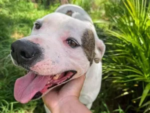 Cachorro raça Pit-Bull idade 2 anos nome Theo 