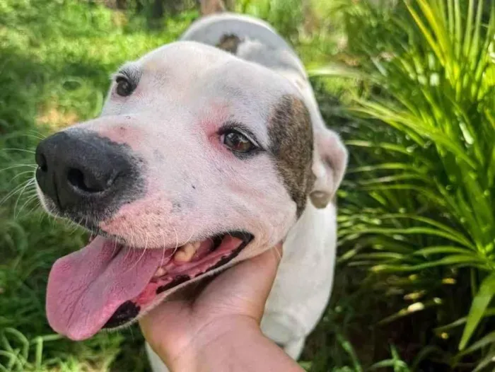 Cachorro ra a Pit-Bull idade 2 anos nome Theo 