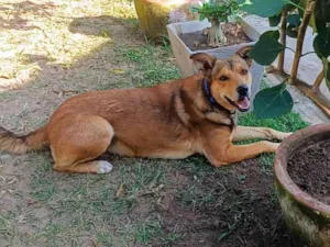 Cachorro raça SRD-ViraLata idade 4 anos nome Marley 