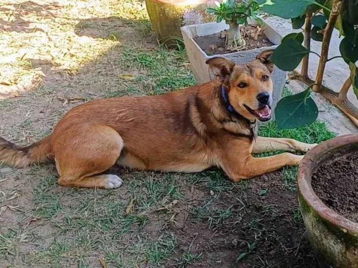 Cachorro ra a SRD-ViraLata idade 4 anos nome Marley 