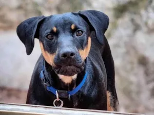 Cachorro raça SRD-ViraLata idade 1 ano nome Luke