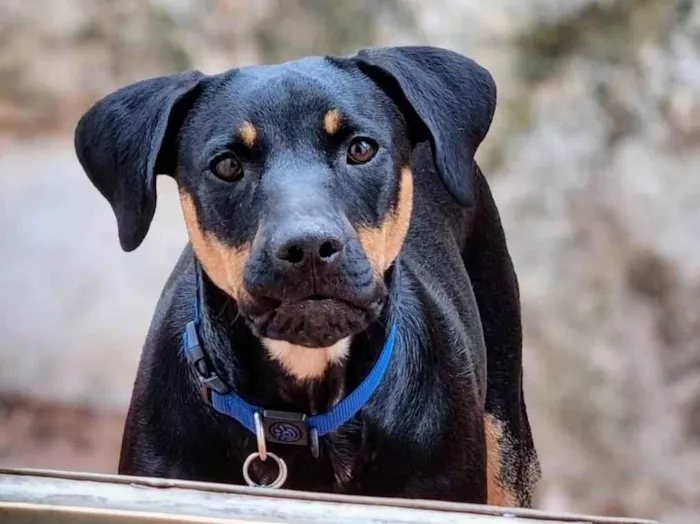 Cachorro ra a SRD-ViraLata idade 1 ano nome Luke