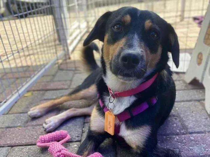 Cachorro ra a SRD-ViraLata idade 2 anos nome Bolinha 