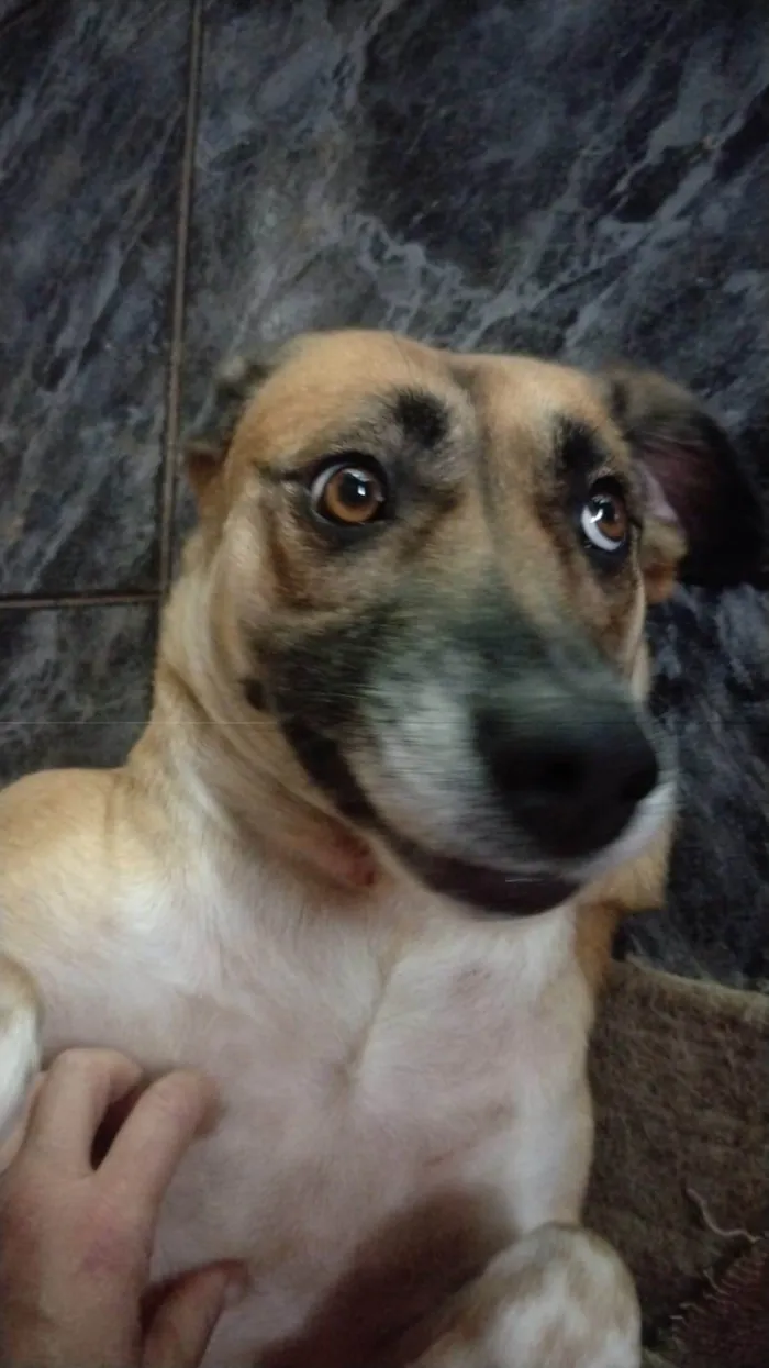 Cachorro ra a SRD-ViraLata idade 3 anos nome Ravena 