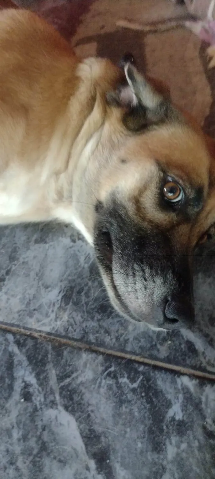 Cachorro ra a SRD-ViraLata idade 3 anos nome Ravena 