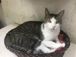 Gato raça Angorá idade 5 anos nome Chiquinho 