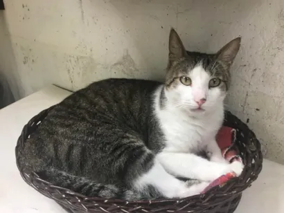 Gato raça Angorá idade 5 anos nome Chiquinho 