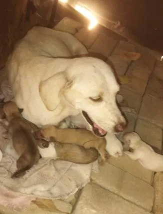 Cachorro ra a Labrador idade Abaixo de 2 meses nome pode escolher (filhotes)