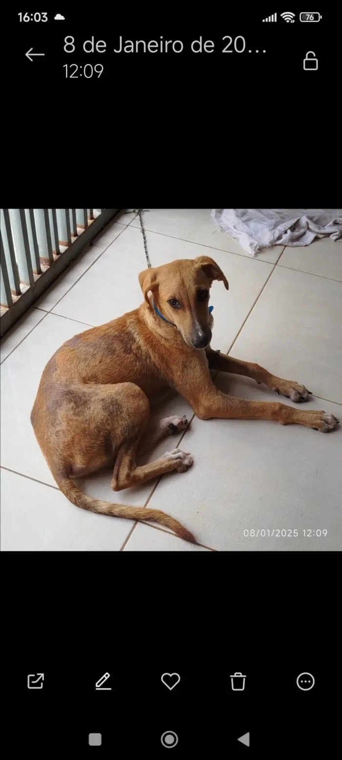 Cachorro ra a SRD-ViraLata idade 7 a 11 meses nome Grandão 