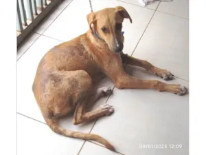 Cachorro raça SRD-ViraLata idade 7 a 11 meses nome Grandão 