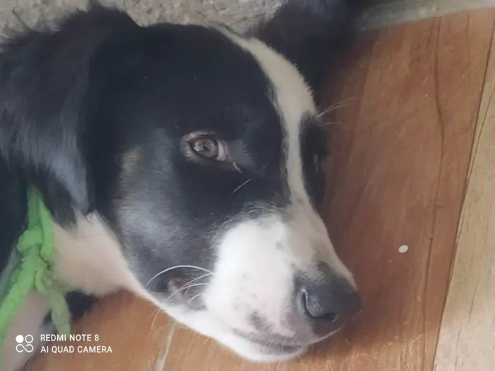 Cachorro ra a SRD-ViraLata idade 2 a 6 meses nome Zoro